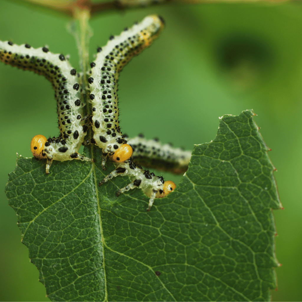 Probleme beim Anbauen von Cannabis: Käfer und Insekten