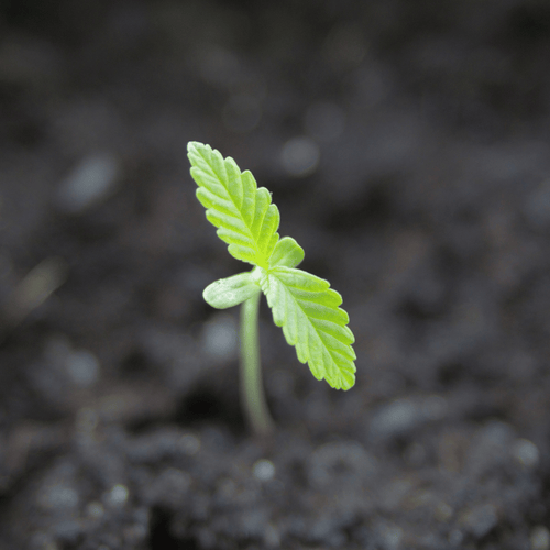 Nahaufnahme eines jungen Cannabis-Sämlings in der Erde, der gerade in der Setzlingsphase ist. Der Sämling zeigt seine ersten beiden Blätter.