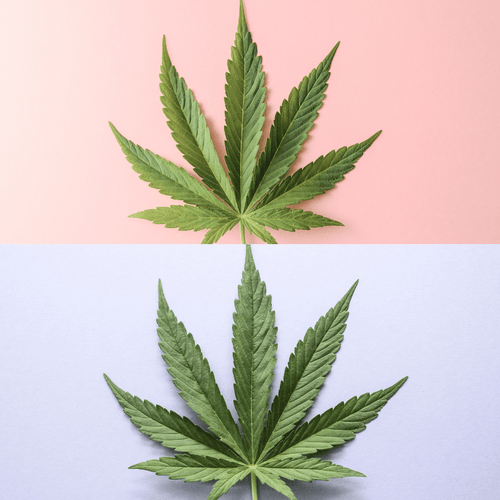 2 Cannabisblätter, die auf verschiedenfarbigem Hintergrund gegenübergestellt sind. 