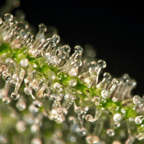 Nahaufnahme der Trichome einer Cannabispflanze.